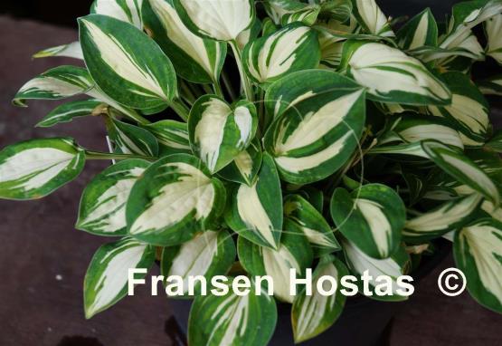 Hosta Pandora's Box - Fransen Hostas